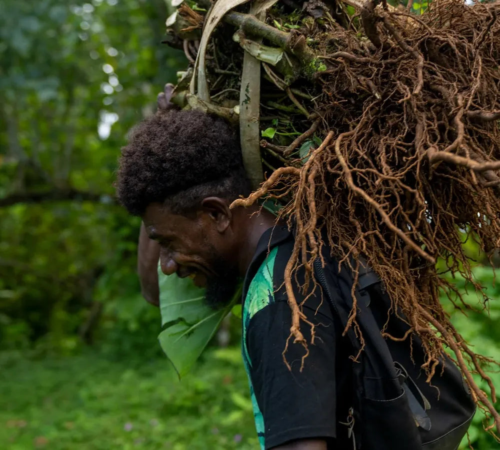 A kava farmer carries freshly harvested whole kava roots on his shoulder