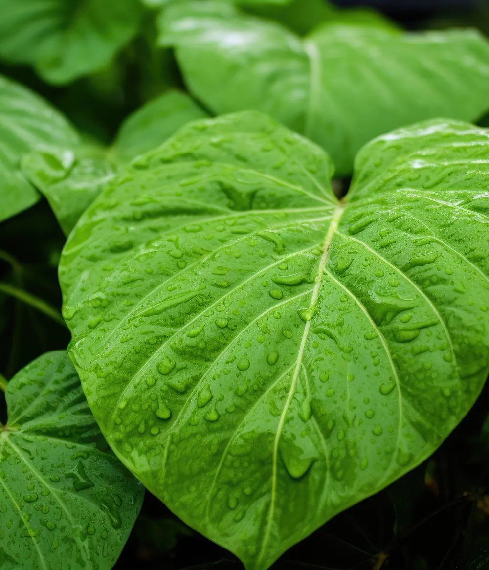 A close-up of rain-covered kava leaves