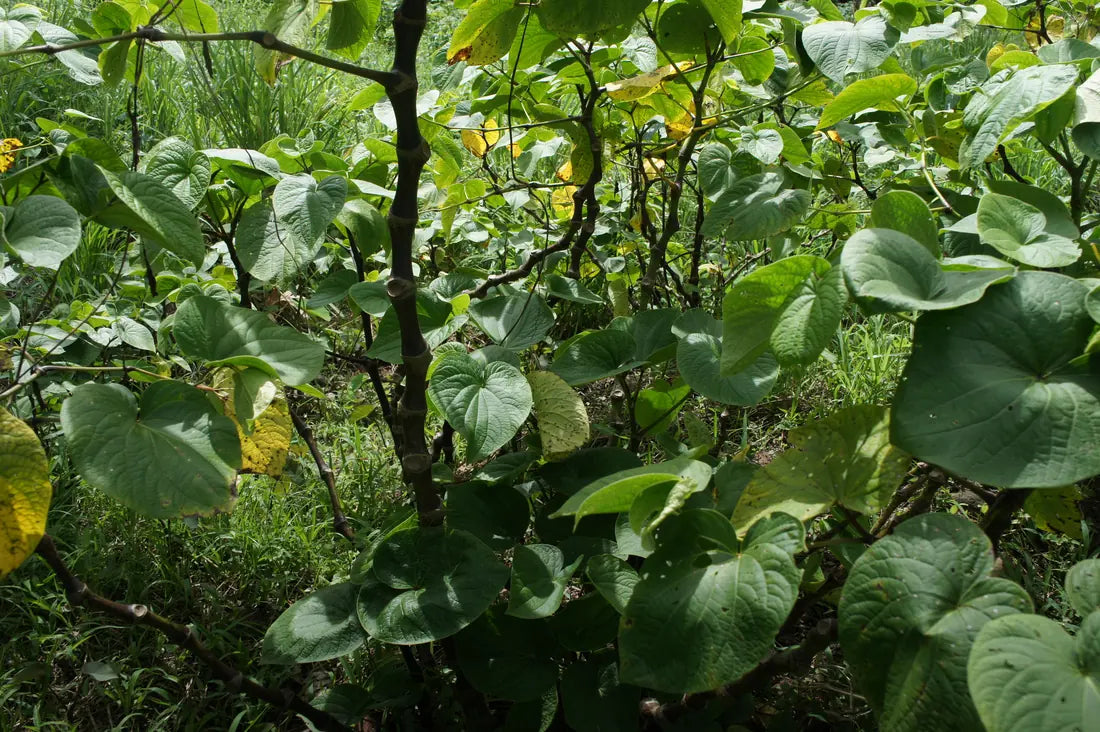 Premium noble kava plants growing in the field, with heart-shaped leaves and jointed stems