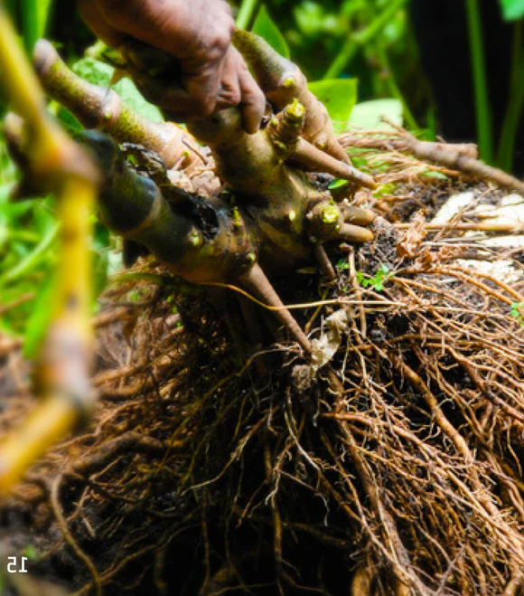 Kava roots