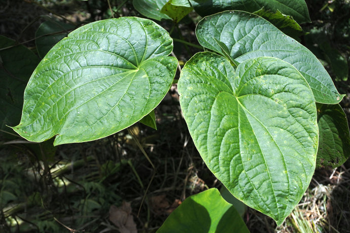 What exactly IS Kava?