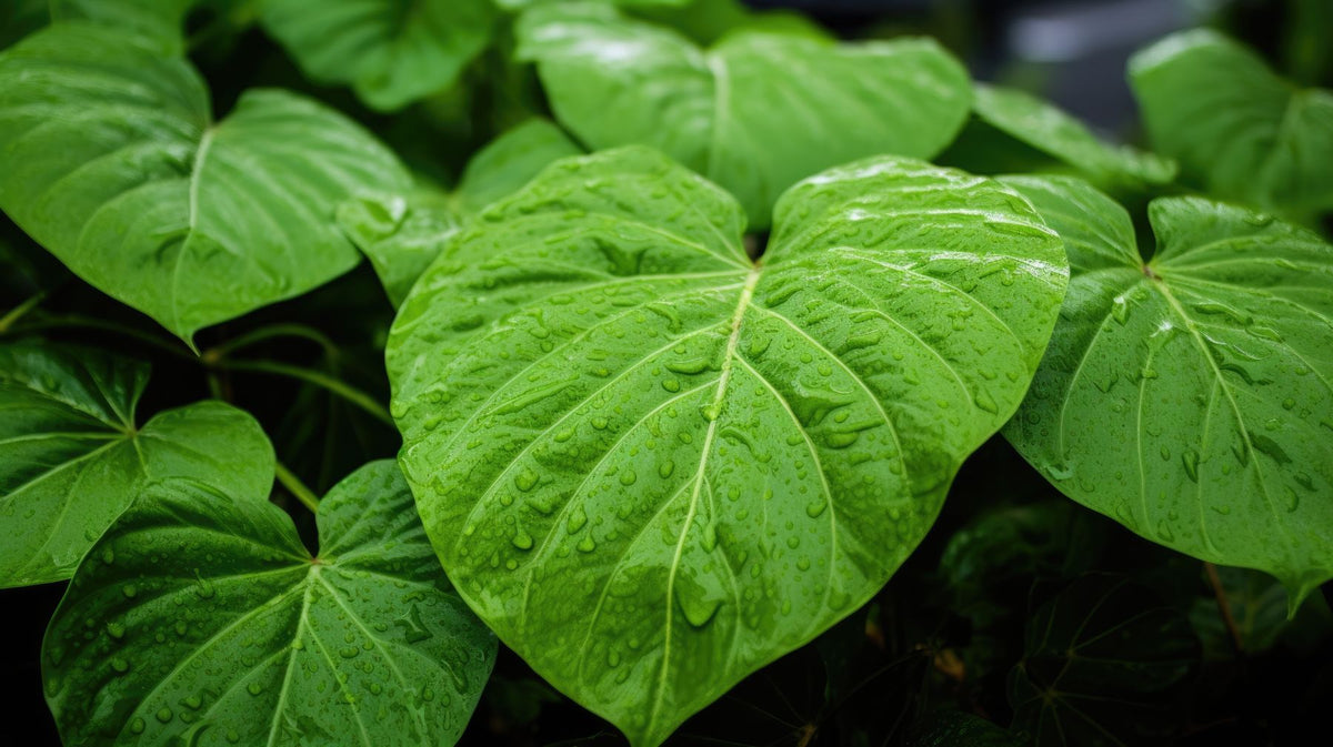 Broad green kava-style leaves covered in water droplets