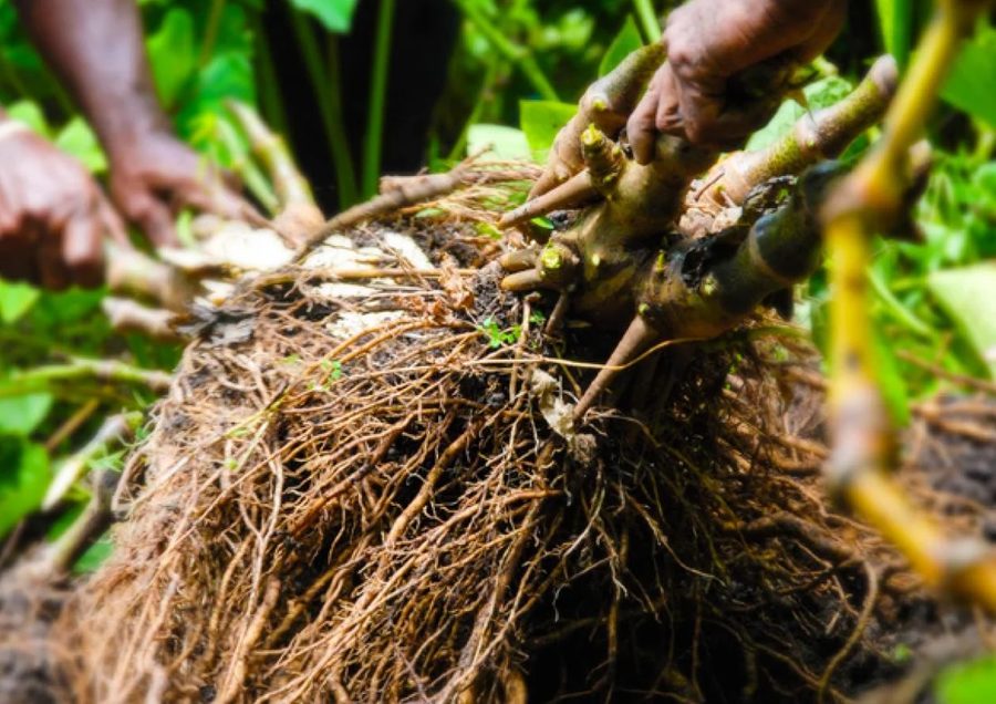 A freshly harvested kava root system close to the soil