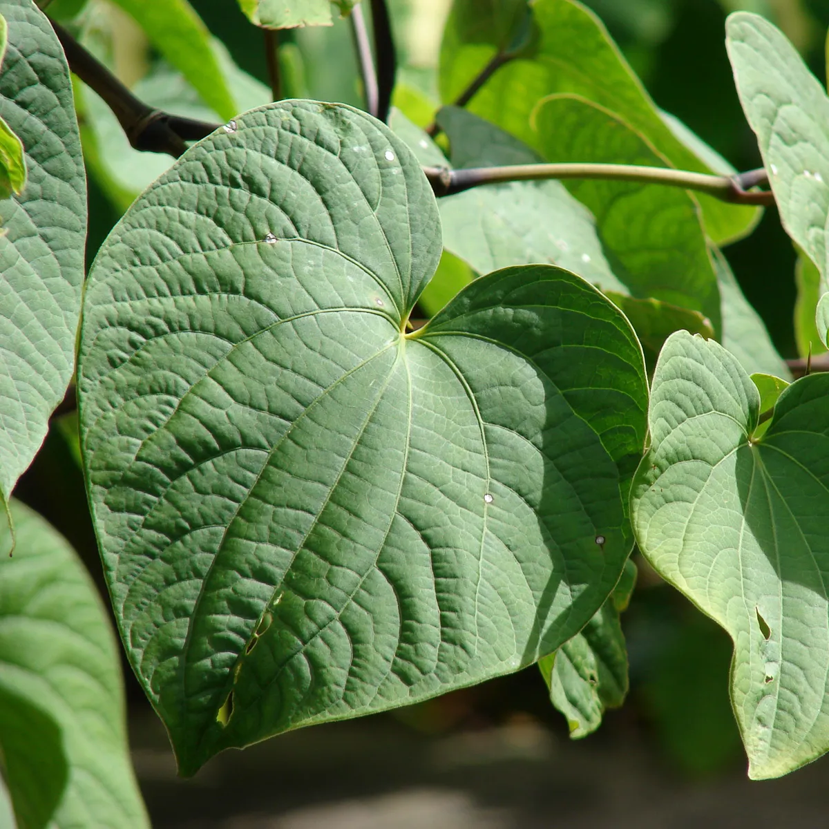 How kava works